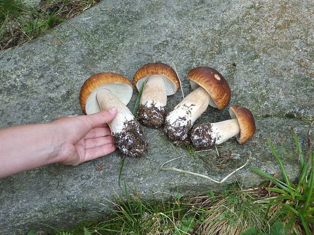 hríb smrekový Boletus edulis Bull.