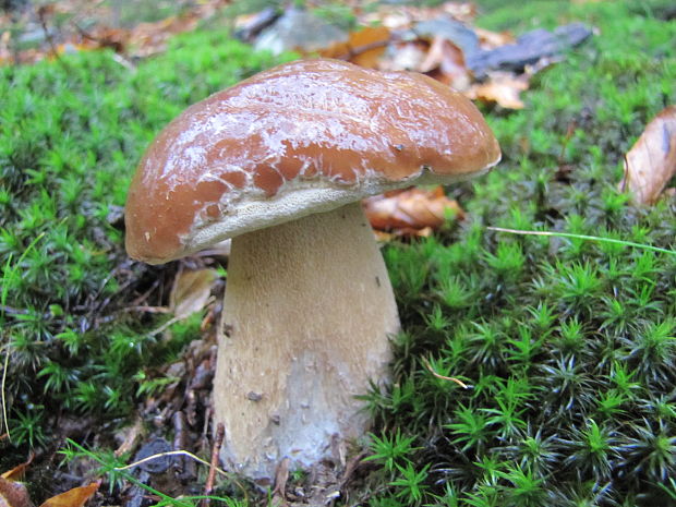 hríb smrekový Boletus edulis Bull.