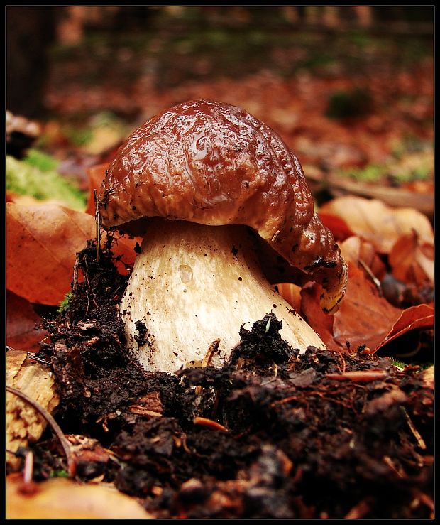 hríb smrekový Boletus edulis Bull.