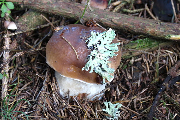 hríb smrekový Boletus edulis Bull.