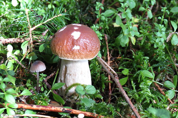 hríb smrekový Boletus edulis Bull.