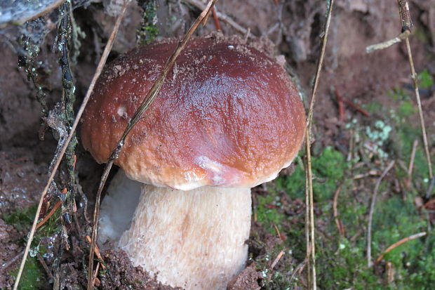 hríb smrekový Boletus edulis Bull.