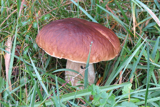 hríb smrekový Boletus edulis Bull.