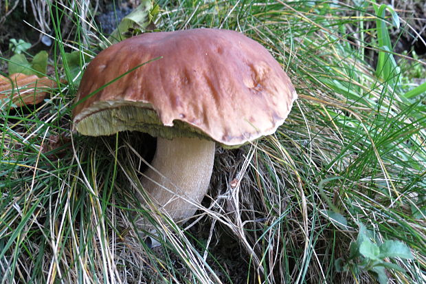 hríb smrekový Boletus edulis Bull.