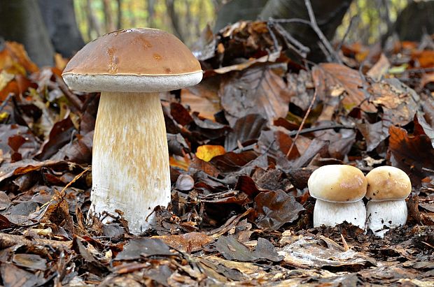 hríb smrekový Boletus edulis Bull.