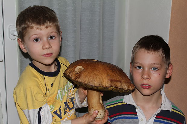 hríb dubový Boletus reticulatus Schaeff.