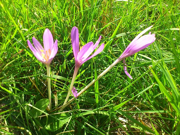 jesienka obyčajná Colchicum autumnale