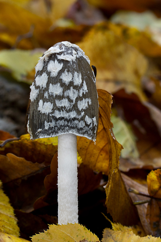 hnojník strakatý Coprinopsis picacea (Bull.) Redhead, Vilgalys & Moncalvo