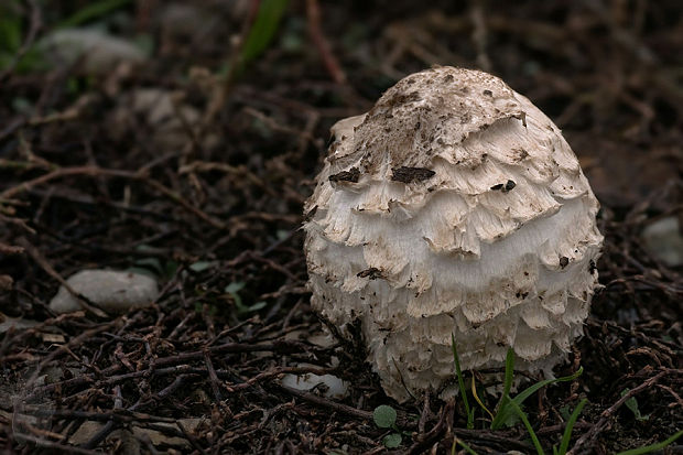 hnojník obyčajný Coprinus comatus (O.F. Müll.) Pers.