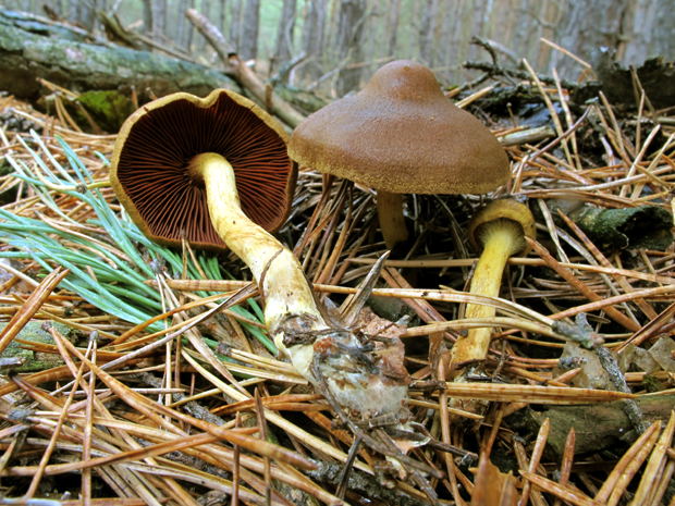 pavučinovec krvavolupeňový Cortinarius semisanguineus (Fr.) Gillet