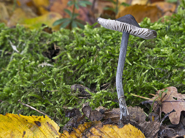 hodvábnica? Entoloma sp.