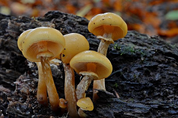 kapucňovka okrovohnedastá Galerina marginata (Batsch) Kühner