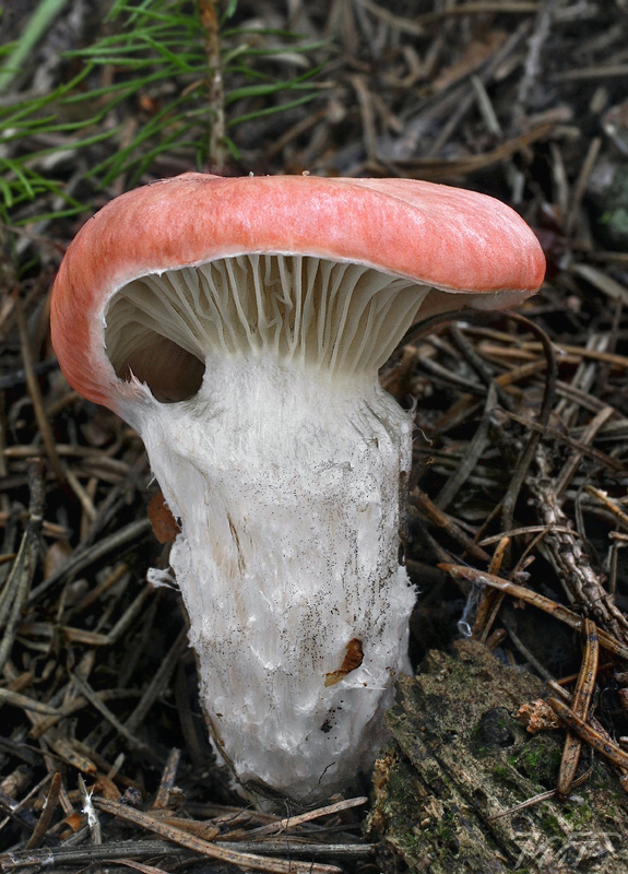 sliziak ružový Gomphidius roseus (Fr.) Oudem.