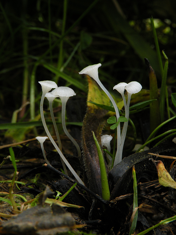 prilbovec kostihojový  Hemimycena candida (Bres.) Singer