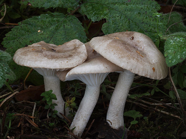 šťavnačka voňavá Hygrophorus agathosmus (Fr.) Fr.