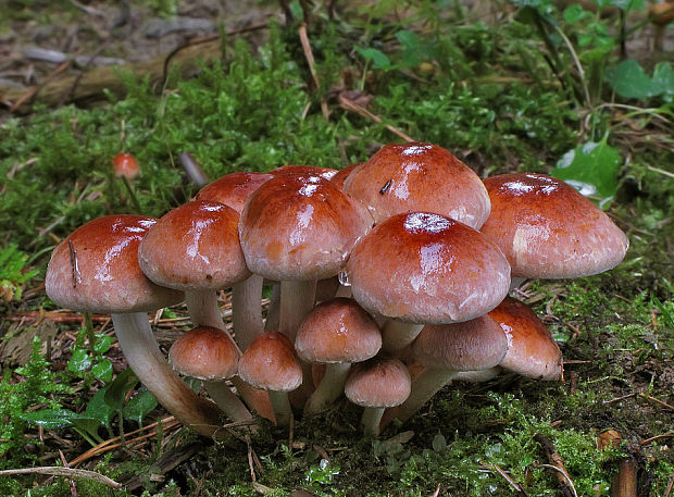 strapcovka tehlovočervená Hypholoma lateritium (Schaeff.) P. Kumm.