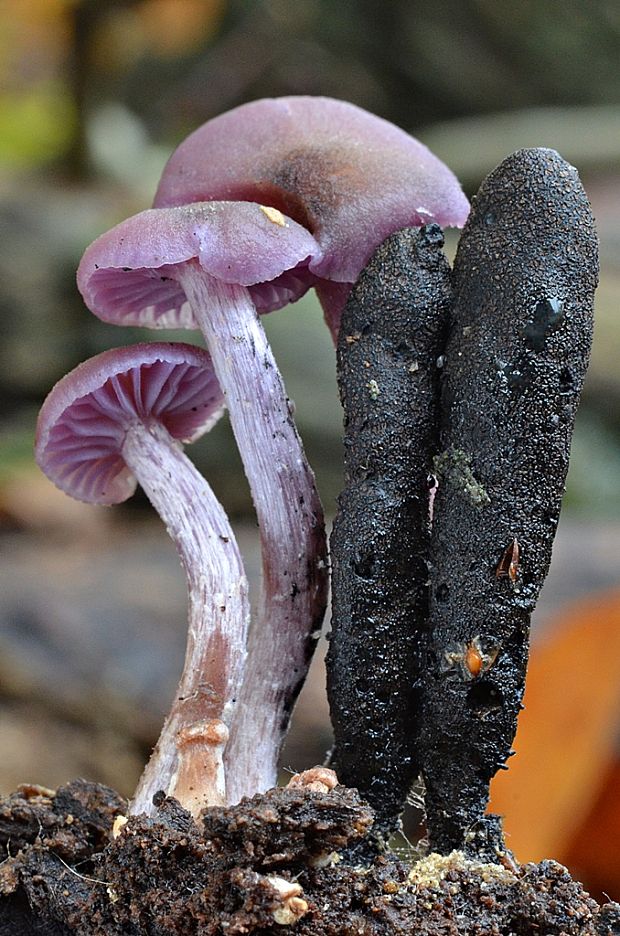 lakovka ametystová + drevnatec kyjakovitý Laccaria amethystina + Xylaria polymorpha (Huds.) Cooke