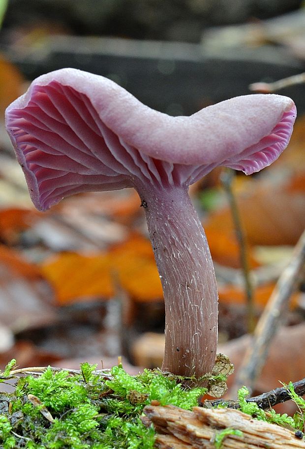 lakovka ametystová Laccaria amethystina (Huds.) Cooke