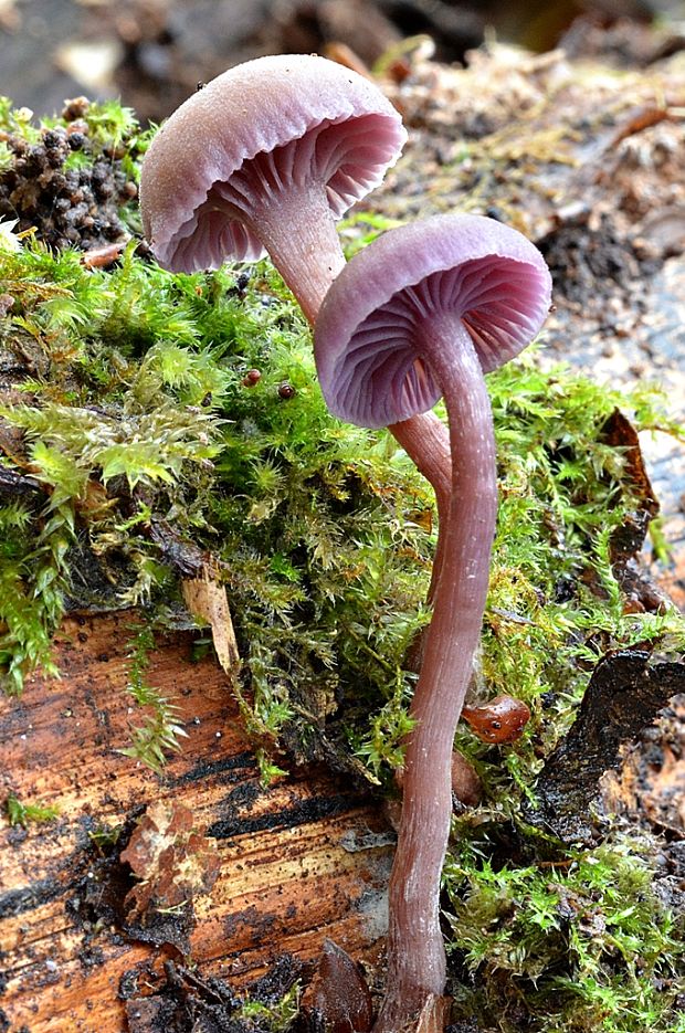 lakovka ametystová Laccaria amethystina (Huds.) Cooke