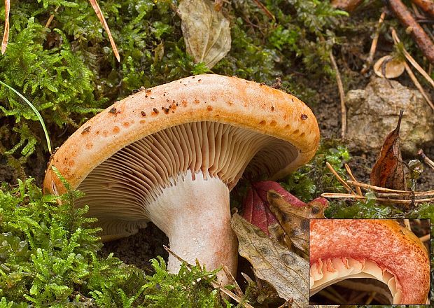 rýdzik pravý Lactarius deliciosus (L.) Gray