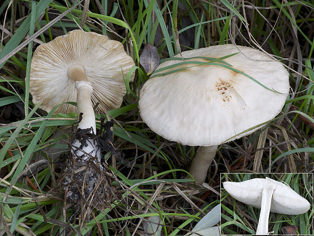 bedlica Leucoagaricus sp.