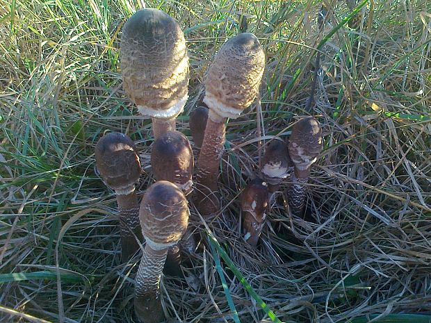 bedľa vysoká Macrolepiota procera scop)Singer (Scop.) Singer