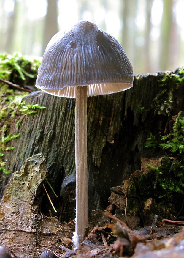 prilbička ryhovaná Mycena polygramma (Bull.) Gray