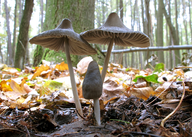 prilbička ryhovaná Mycena polygramma (Bull.) Gray