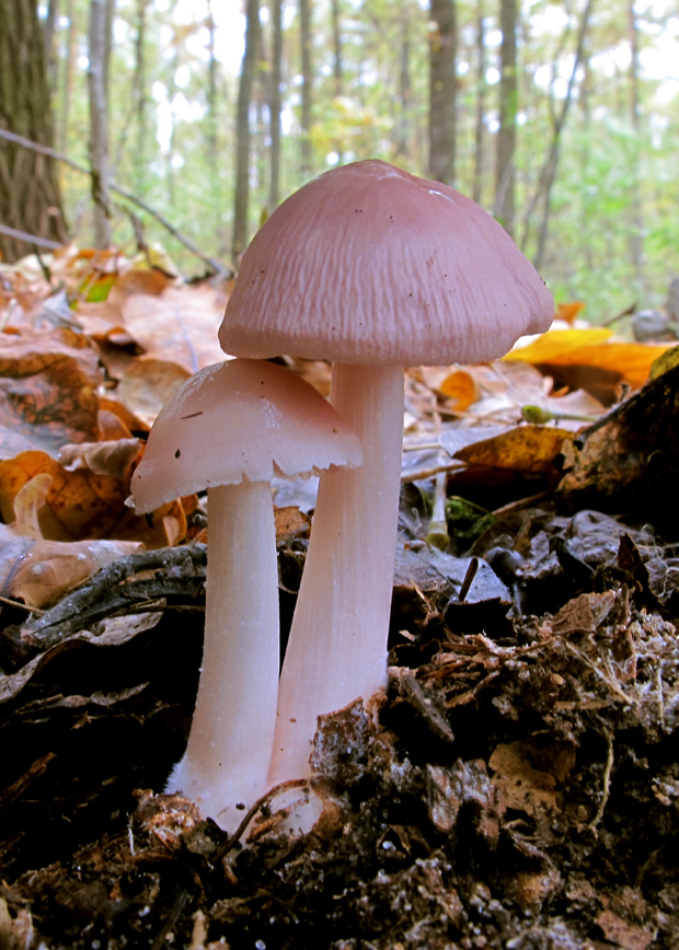 prilbička ružovkastá Mycena rosea Gramberg