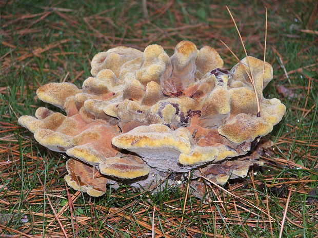 hnedák Schweinitzov Phaeolus schweinitzii (Fr.) Pat.