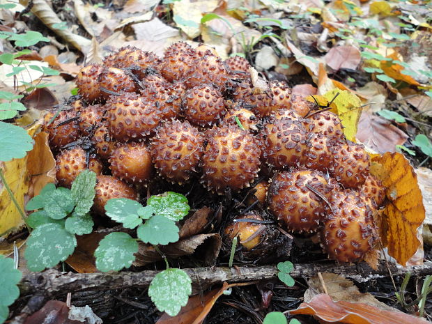 šupinovka zlatozávojová ? Pholiota aurivella (Batsch) P. Kumm.