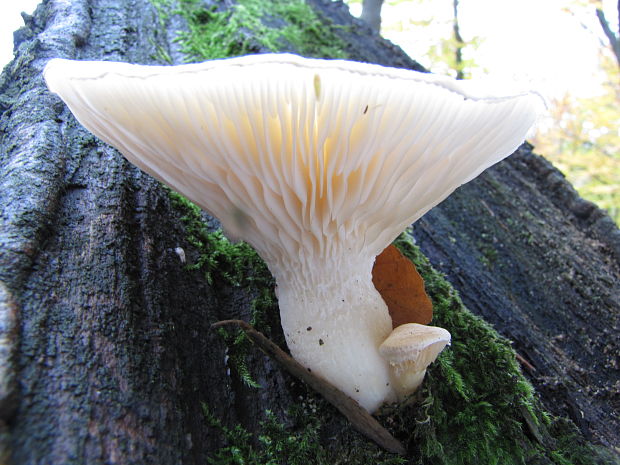 hliva dubová Pleurotus dryinus (Pers.) P. Kumm.