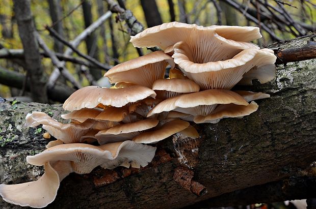 hliva buková Pleurotus pulmonarius (Fr.) Quél.