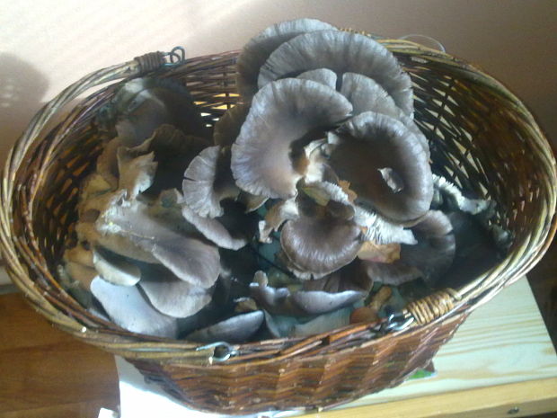 hliva Pleurotus sp.