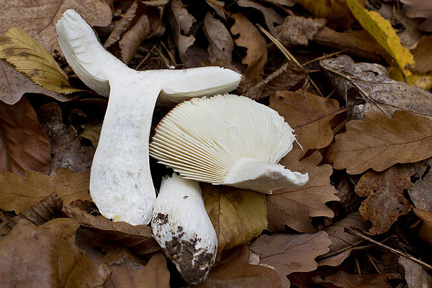 plávka tmavopurpurová Russula atropurpurea (Krombh.) Britzelm.