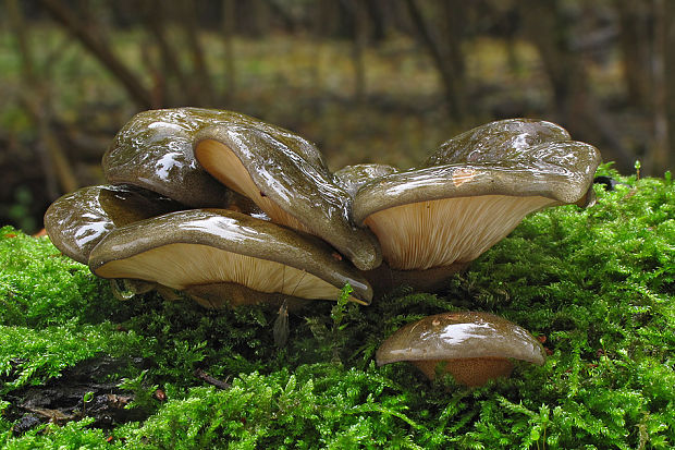 pňovka neskorá Sarcomyxa serotina (Pers.) P. Karst.