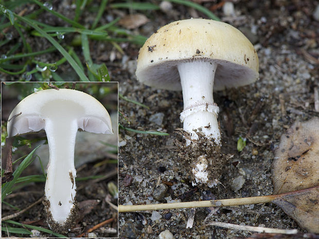 golierovka ovenčená Stropharia coronilla (Bull.) Quél.