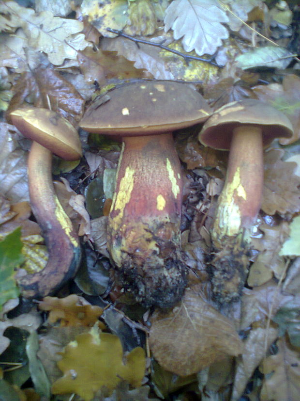 hríb zrnitohlúbikový Sutorius luridiformis (Rostk.) G. Wu & Zhu L. Yang