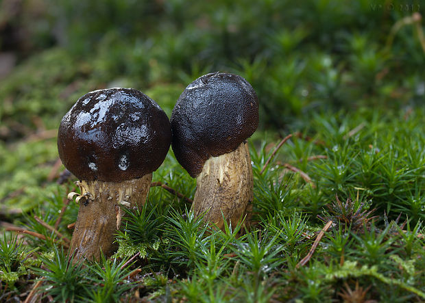 žezlovka hlavičkatá Tolypocladium capitatum (Holmsk.) Quandt, Kepler & Spatafora