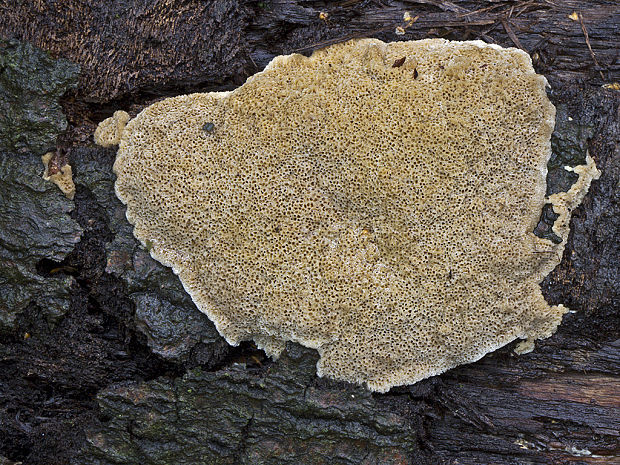 trúdnikovec voňavý Trametes suaveolens (L.) Fr.