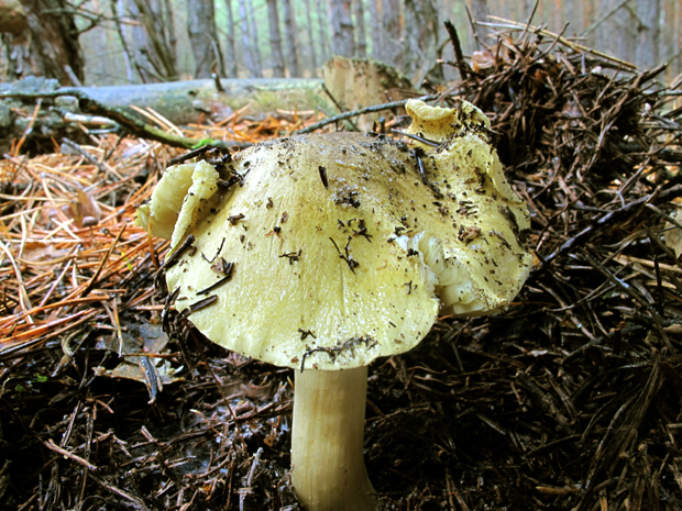 čírovka zelenkastá Tricholoma equestre (L.) P. Kumm.