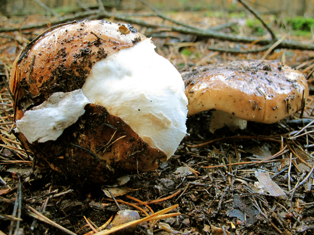 čírovka Tricholoma sp.