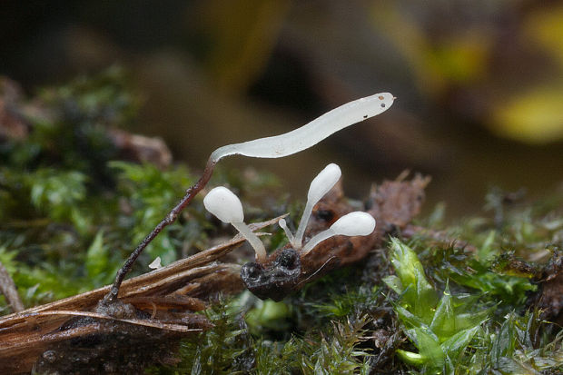 pálkovka Typhula sp.