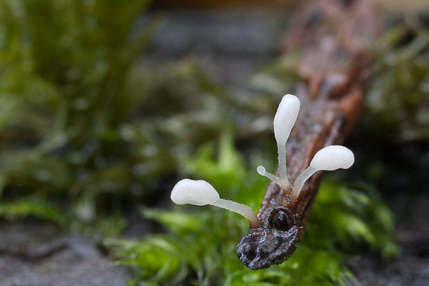 piestovka stonková Typhula uncialis (Grev.) Berthier