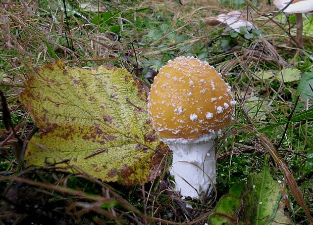 muchotrávka červená Amanita muscaria (L.) Lam.