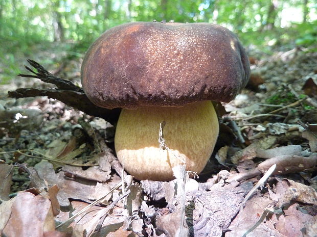 hríb bronzový Boletus aereus Bull. ex Fr.