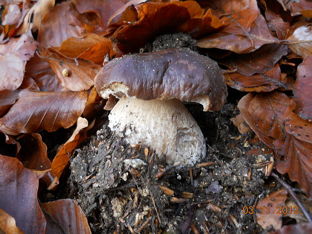 hríb smrekový Boletus edulis Bull.