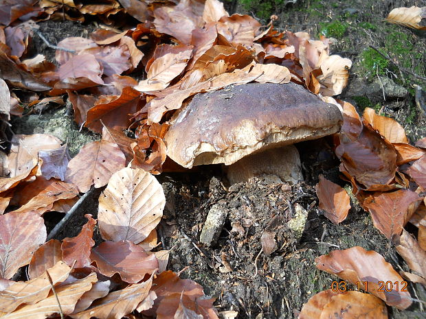 hríb smrekový Boletus edulis Bull.