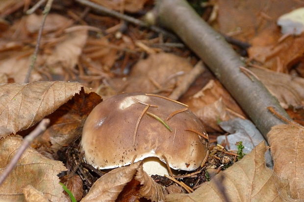 hríb smrekový Boletus edulis Bull.