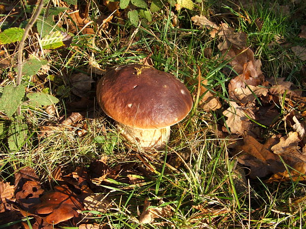 hríb smrekový Boletus edulis Bull.